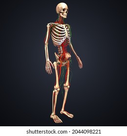 skeleton with arteries and lymphatic system 3d illustration