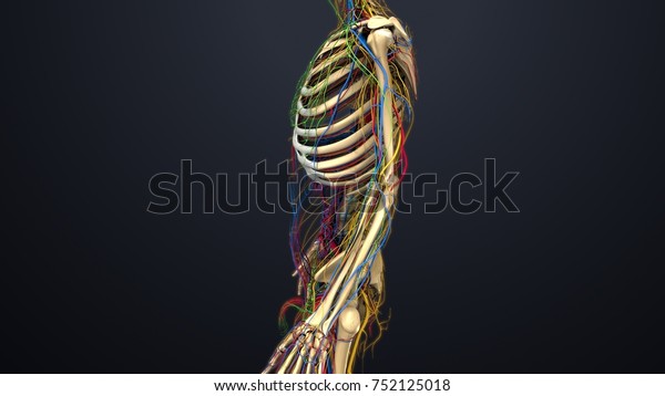 Skeleton Arteries Veins Nerves Lymph Nodes Stock Illustration