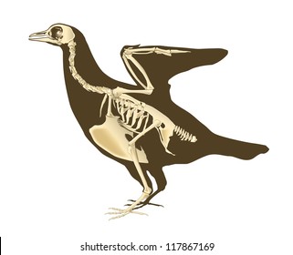 Skeleton Of Bird Section With Bones Radiography