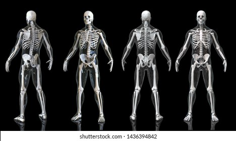 Skeleton bone structure in multiple views isolated -3d render