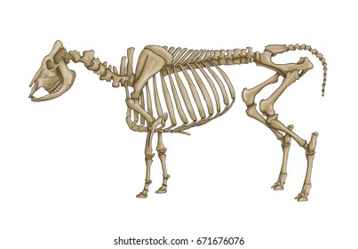 Skeleton Of A Cow / Ox Skeleton