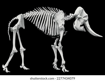 Skeleton of  an elephant with the black background