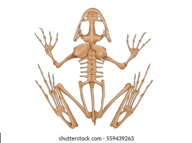 frog skeleton clipart