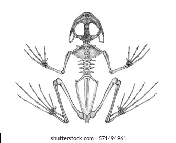 Frog Skeleton Images, Stock Photos & Vectors | Shutterstock