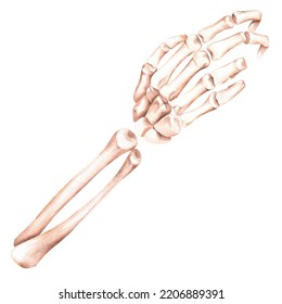 Skeleton Hand Holding Something. Wrist And And Radius, Ulna. Watercolor Illustration. Isolated On A White Background. For Design Halloween Decorations, Stickers, Prints.