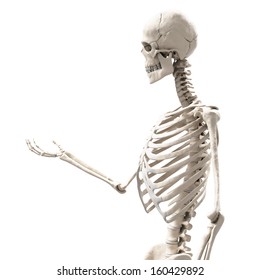 Skeleton Holding Something