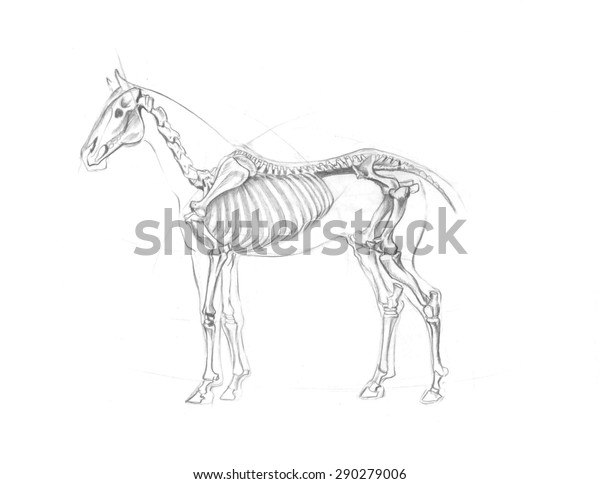 Skelett Von Pferden Anatomisches Schema Auf Stockillustration