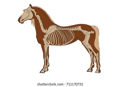 4,334 Skeleton Horse Images, Stock Photos & Vectors | Shutterstock