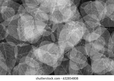 Skeleton leaf texture