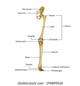 Labelled Bones Leg High Res Stock Images Shutterstock