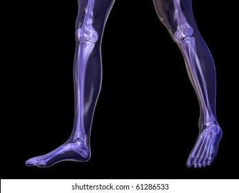Skeleton - Lower Legs Walking
