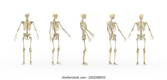 Skeleton Male Human Body By 3dcg Stock Illustration 2202508925 ...