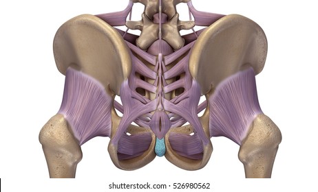 Skeleton pelvic hip with ligaments back 3d illustration 