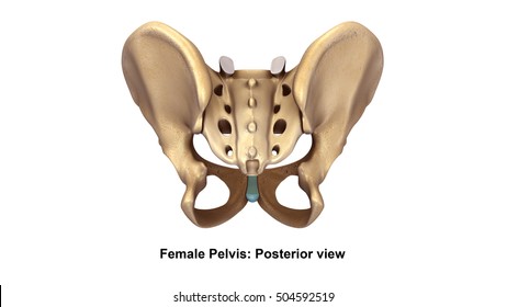 Female Back Bones Diagram / Facts About The Spine Shoulder And Pelvis Johns Hopkins Medicine ...