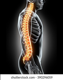 Human Back Bone Images Stock Photos Vectors Shutterstock