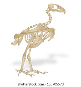 Skeleton Of Terror Bird
