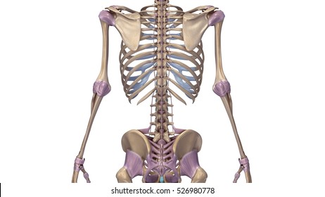 Skeleton upper limbs with ligaments back 3d illustration