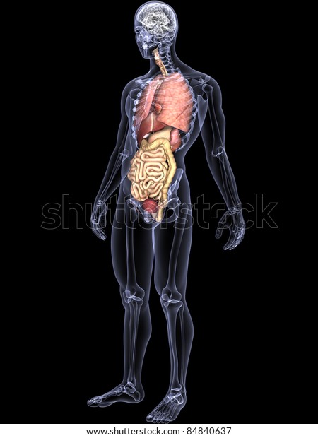 Skeleton Xray Internal Organs Xray Male Stock Illustration 84840637 ...