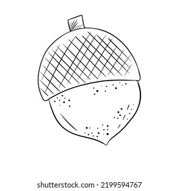 The Sketch Of An Acorn, Doodle Style