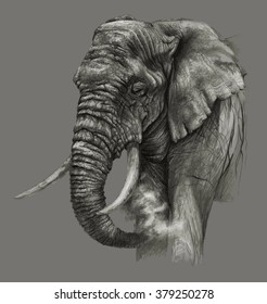 Sketch -African elephant on gray background. Detailed pencil drawing