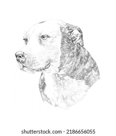 Sketch of American Staffordshire Terrier dog isolated on white background. Animal Art collection: Dogs. Hand Painted Illustration of Pets. Design template. Good for print T-shirt, pillow