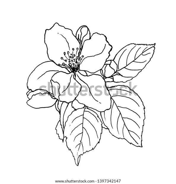 Sketch Blossoming Apple Tree Branch Element Stock Illustration