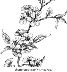 Sketch Cherry Blossom Sakura Stock Illustration 774637927 | Shutterstock