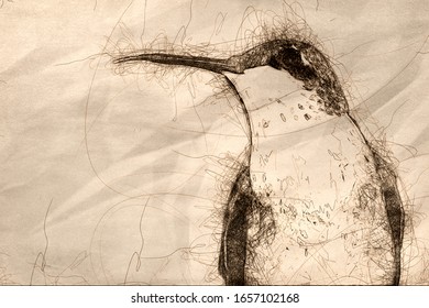 Sketch Close up Ruby Throated Hummingbird Against Dark Background