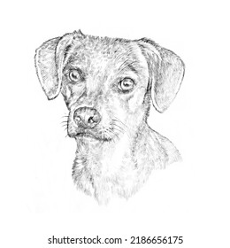 Sketch Of A Cute Lap Dog. Cute Puppy Isolated On The White Background. Animal Art Collection: Dogs. Hand Painted Illustration Of Pet. Good For Banner, T-shirt, Card, Pillow. Design Template