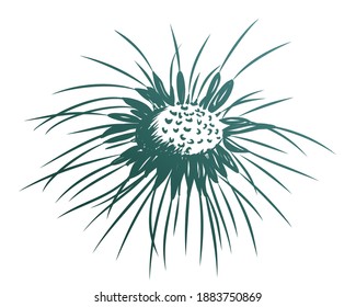 Sunflower Sketch Stock Illustration 3533539 | Shutterstock