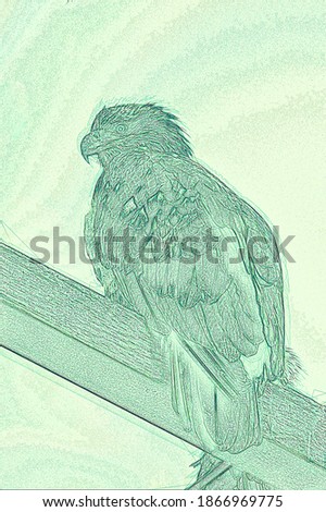 Sketch of a fledgling Bald Eagle