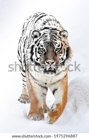 Similar – Image, Stock Photo Close up portrait of one young Siberian tiger in white snow