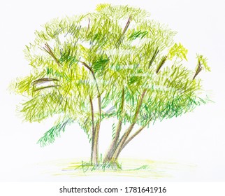 sketch green bush in summer hand  drawn by color pencils white paper