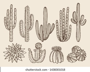 Sketch Hand Drawn Illustrations Of Cactuses And Various Wild Plants. Cactus Nature Of Set, Sketch Graphic Botanical