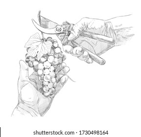 sketch of the hands of a winemaker with secateurs and a bunch of grapes on a white background. engraving or drawing.