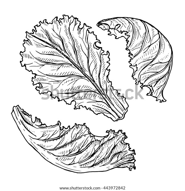 Sketch Lettuce Isolated On White Hand Stock Illustration 443972842
