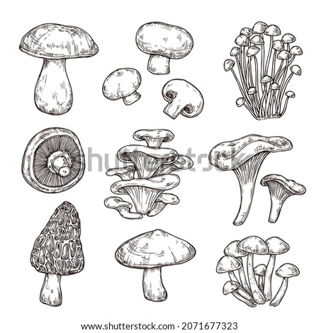 Similar – Image, Stock Photo Mushroom