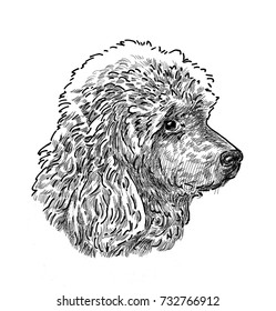 Sketch Poodle Head Stock Illustration 732766912 | Shutterstock