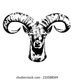 Sketch portrait of a mountain goat male, isolated on white background. The mask of a big rounded horns. Black and white square illustration.