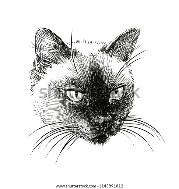 Sketch Portrait Siamese Cat Stock Illustration 1143891812