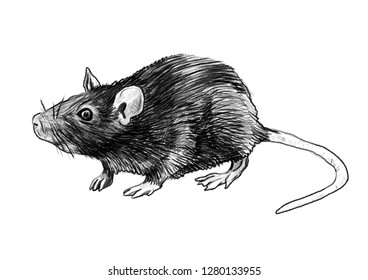 Sketch Of Rat