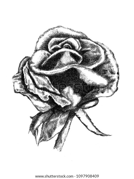 Sketch Rose Bud Handdrawn Pencil Isolated Stock Illustration