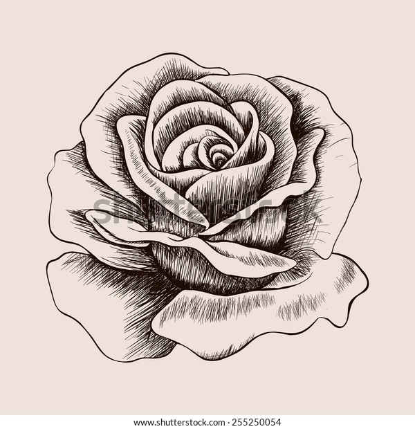 スケッチバラ 手描きのリアルな花のイラスト のイラスト素材 Shutterstock
