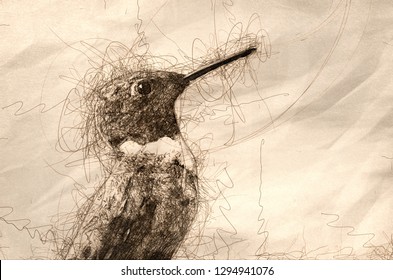 Sketch Ruby  Throated Hummingbird Profile