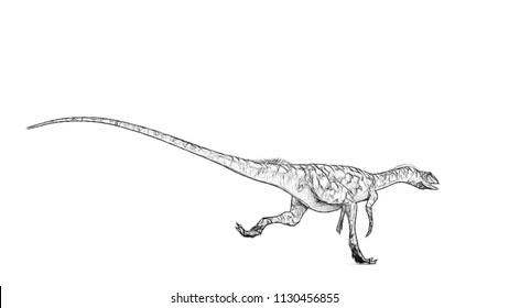 coelophysis drawing