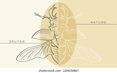 
Sketch Of The Scarab Beetle