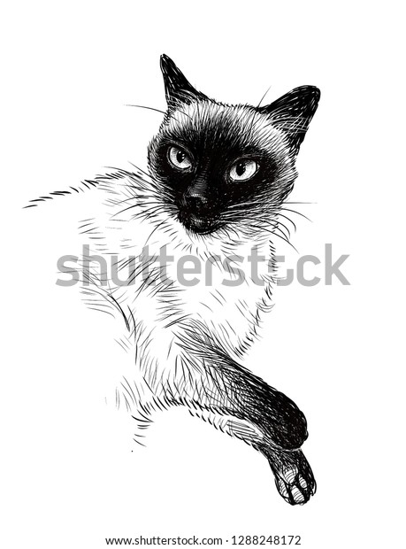 Details About A3 Original Art Drawing Charcoal On Art Paper Siamese Cat Art By Poppi