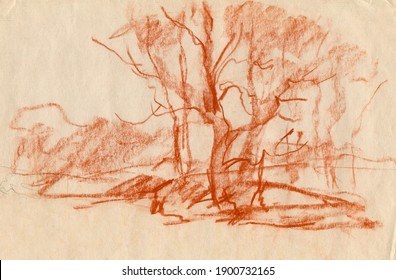 Sketch Of Trees Using The Sanguine Technique