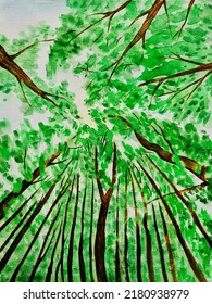 Sketch, Watercolor Drawing.trees In A Deciduous Forest, Brown Plant Trunks And Green Leaves Stretch High Into The Sky Towards The Sun.day And Night.view To The Top, View From The Bottom