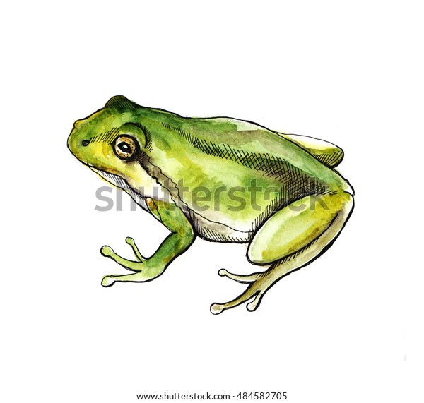 水彩緑のカエルをスケッチ 白い背景に手描きのイラスト 動物のシルエット 生地 はがき グリーティングカード 本用の野生動物アート グラフィック の イラスト素材 484582705